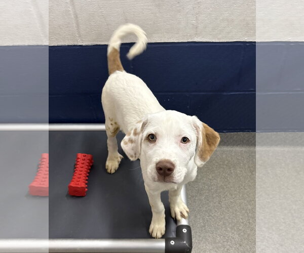 Medium Photo #1 Mutt Puppy For Sale in Sterling, MA, USA