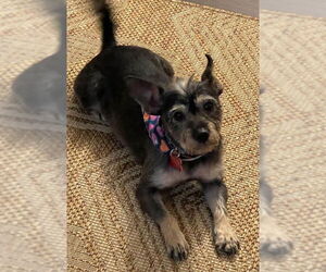 Mutt Dogs for adoption in San Diego, CA, USA