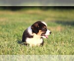 Small #6 Pembroke Welsh Corgi