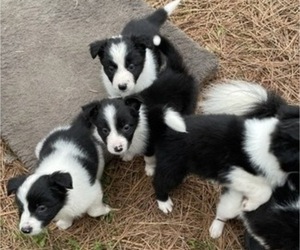 Border Collie Puppy for sale in PINETOP, AZ, USA