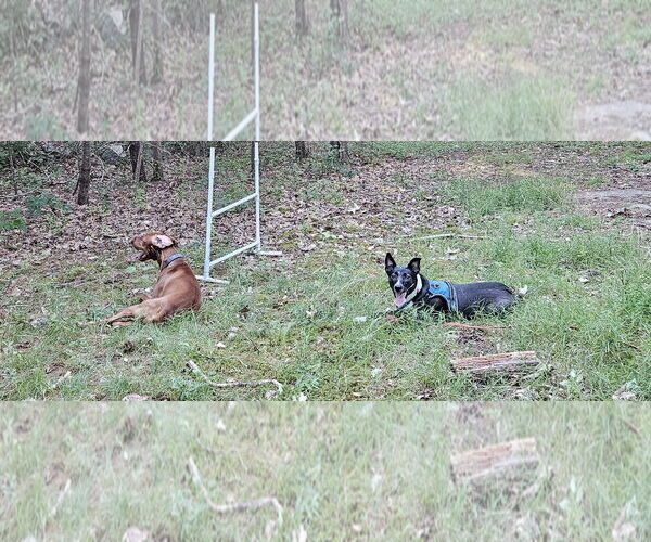 Medium Photo #4 Mutt Puppy For Sale in Sterling, MA, USA