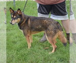 Small #3 German Shepherd Dog-Shiba Inu Mix