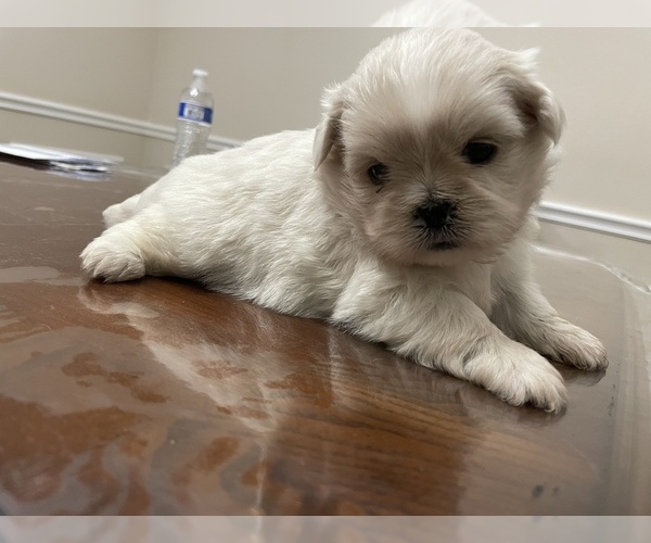 Medium Photo #3 Pekingese Puppy For Sale in PLANO, TX, USA