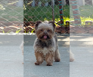 Father of the Yorkshire Terrier puppies born on 06/07/2025