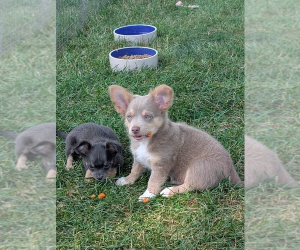 Medium Photo #6 Chihuahua Puppy For Sale in LEBANON, PA, USA