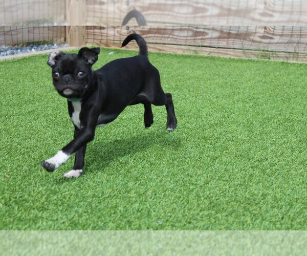 Medium Photo #2 Chug Puppy For Sale in Chestertown, MD, USA