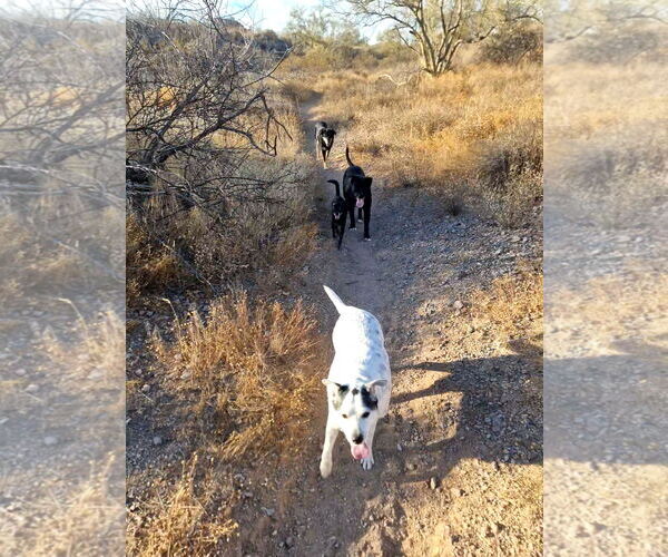 Medium Photo #5 Rat Terrier-Unknown Mix Puppy For Sale in Chandler, AZ, USA