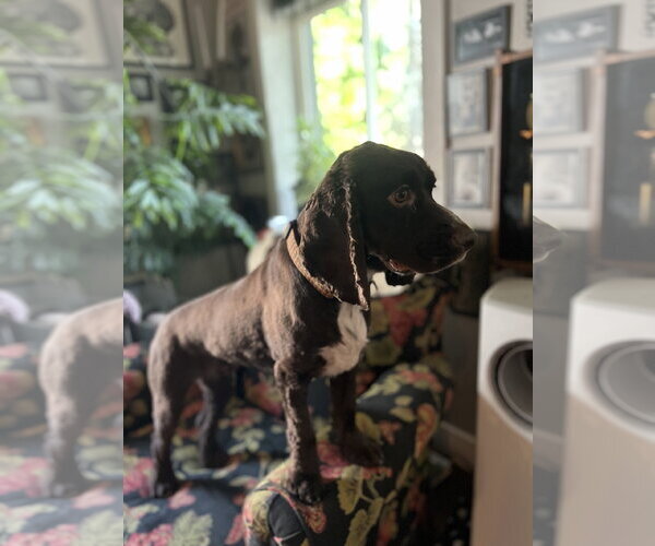 Medium Photo #3 Cocker Spaniel Puppy For Sale in MIDWAY, UT, USA