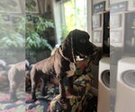 Small #2 Cocker Spaniel