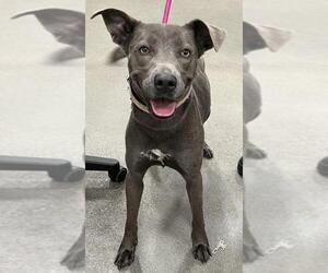Weimaraner Dogs for adoption in Forestville, MD, USA