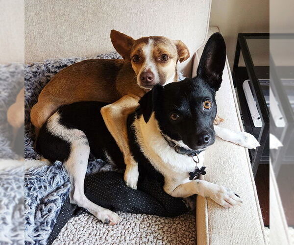 Medium Photo #1 Rat-Cha Puppy For Sale in Atlanta, GA, USA