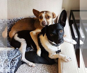 Rat-Cha Dogs for adoption in Atlanta, GA, USA