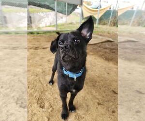 Mutt Dogs for adoption in Evansville, IN, USA