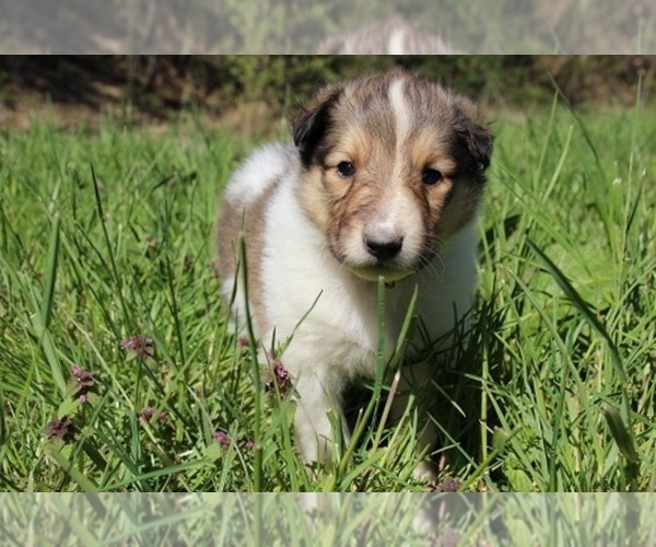 Medium Photo #1 Collie Puppy For Sale in KINGSPORT, TN, USA