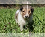 Small Photo #1 Collie Puppy For Sale in KINGSPORT, TN, USA