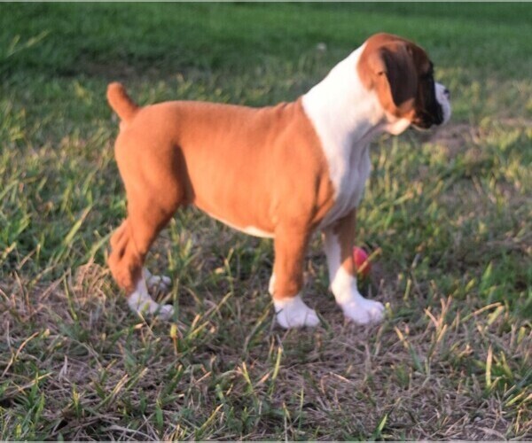 Medium Photo #4 Boxer Puppy For Sale in HUMBOLDT, NE, USA