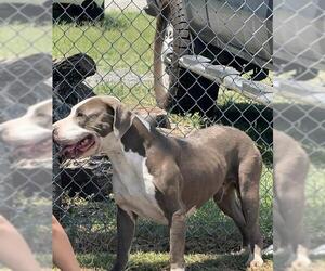 Bull Terrier-Unknown Mix Dogs for adoption in San Antonio, TX, USA