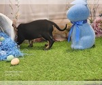 Small #6 Catahoula Leopard Dog