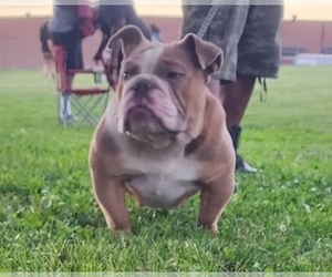 Mother of the English Bulldog puppies born on 06/24/2025