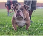 Small Photo #1 English Bulldog Puppy For Sale in ESSEX, MD, USA