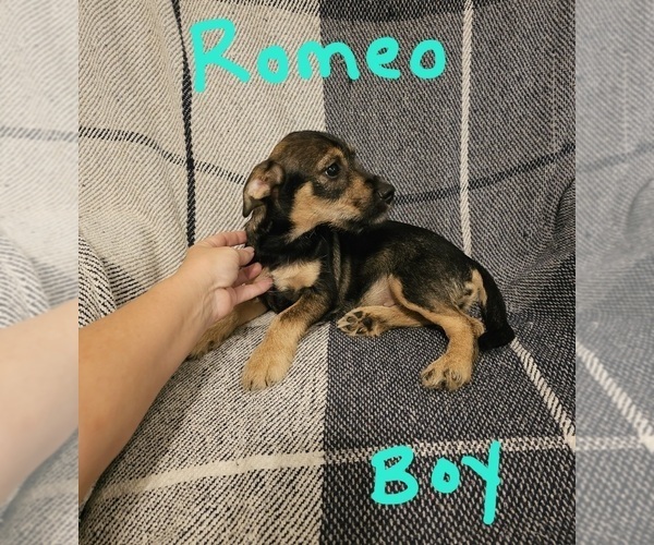 Medium Photo #15 Chizer Puppy For Sale in MONTEZUMA, GA, USA