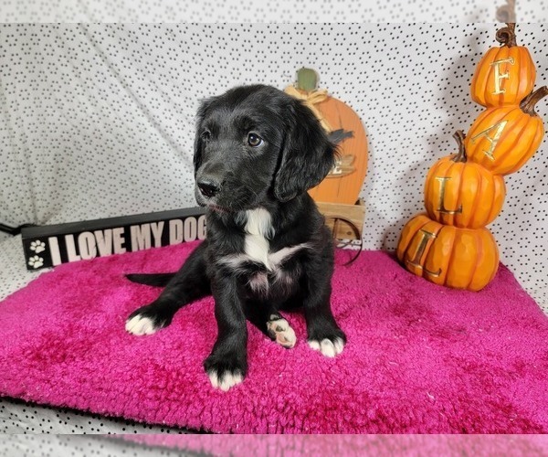 Medium Photo #2 Golden Mountain Dog Puppy For Sale in BLACK FOREST, CO, USA