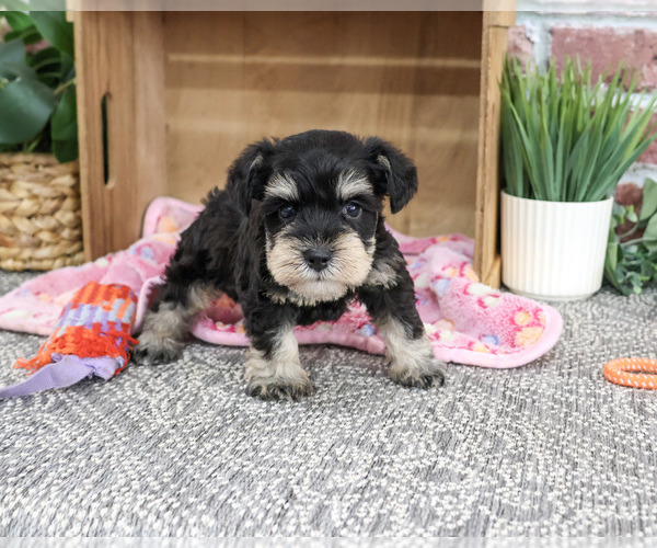 Medium Photo #5 Schnauzer (Miniature) Puppy For Sale in SYRACUSE, IN, USA