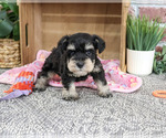 Small #4 Schnauzer (Miniature)