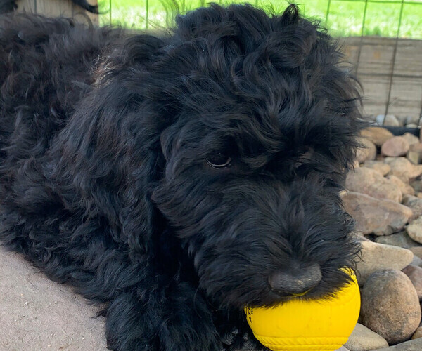 Medium Photo #1 Portuguese Water Dog Puppy For Sale in COLORADO SPRINGS, CO, USA