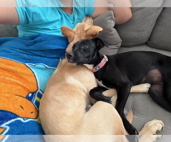 Medium Photo #6 Chihuahua-Retriever  Mix Puppy For Sale in Virginia Beach, VA, USA