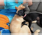 Small #5 Chihuahua-Retriever  Mix