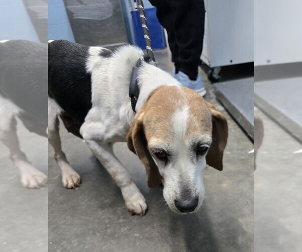 Medium Photo #1 Beagle Puppy For Sale in Evansville, IN, USA