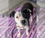Small #1 Boxer Mix