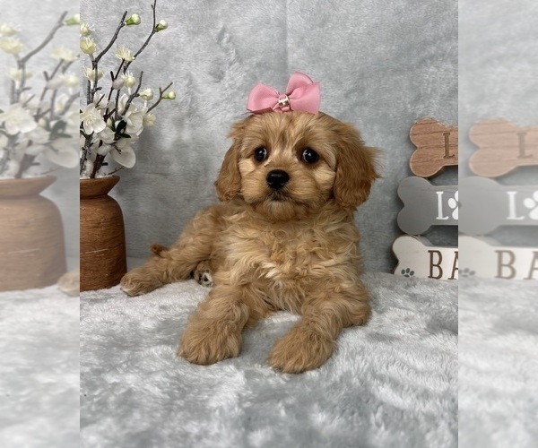 Medium Photo #4 Cavapoo (Standard) Puppy For Sale in GREENFIELD, IN, USA