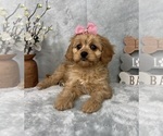 Small #3 Cavapoo (Standard)