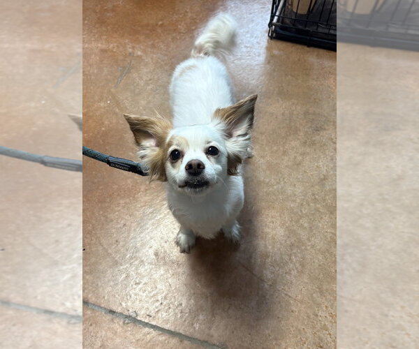 Medium Photo #1 Chion Puppy For Sale in Bolivar, MO, USA