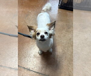 Chion Dogs for adoption in Bolivar, MO, USA