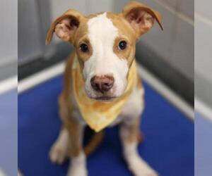 American Staffordshire Terrier-Unknown Mix Dogs for adoption in San Antonio, TX, USA