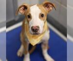 Small American Staffordshire Terrier Mix