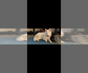 SUKI #4 - Female Siberian Husky-Unknown Mix Dog for Adoption - Photo #3