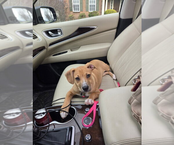 Medium Photo #2 Australian Shepherd-Unknown Mix Puppy For Sale in Springdale, PA, USA