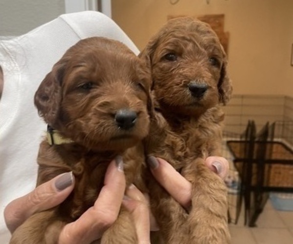 Medium Photo #1 Goldendoodle Puppy For Sale in PLACERVILLE, CA, USA