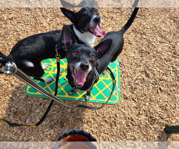 Medium Photo #4 Chihuahua Puppy For Sale in St. Augustine, FL, USA