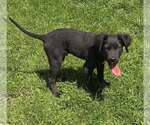 Small #2 Colonial Cocker Spaniel Mix