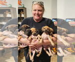 Small #1 Labrador Retriever Mix