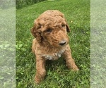 Puppy Merlin Aussiedoodle