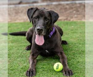 Golden Labrador Dogs for adoption in Camarillo, CA, USA