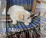 Small Photo #3 Pookimo Puppy For Sale in CLARE, MI, USA