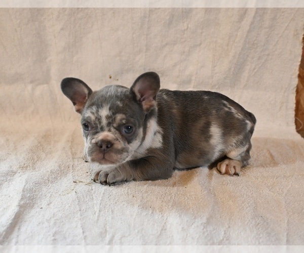 Medium Photo #2 French Bulldog Puppy For Sale in WOOSTER, OH, USA