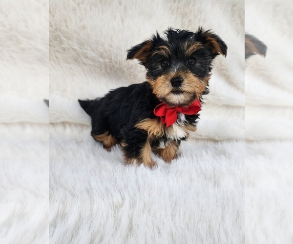 Medium Photo #1 Yorkshire Terrier Puppy For Sale in INDIANAPOLIS, IN, USA